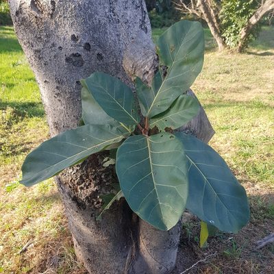 Ficus lutea, photographed by Margaret Burger