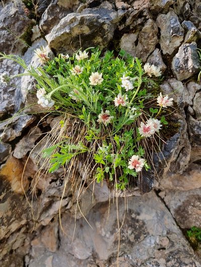 Trifolium pallescens, photographed by TadejM