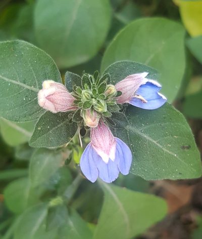 Justicia petiolaris, photographed by Margaret Burger
