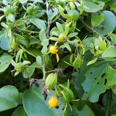 Pereskia aculeata, photographed by Margaret Burger