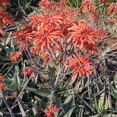 Aloe chabaudii, photographed by Margaret Burger