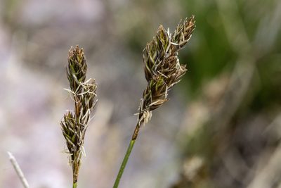 Carex phaeocephala, photographed by Cecelia Alexander