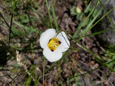 Calochortus leichtlinii, photographed by Jonathan Curley