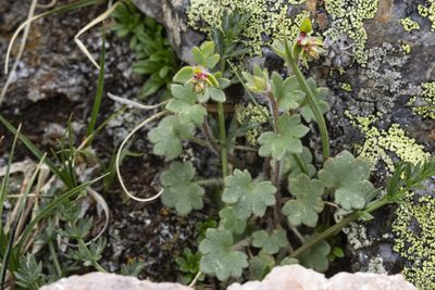 Saxifraga cernua, photographed by Cecelia Alexander