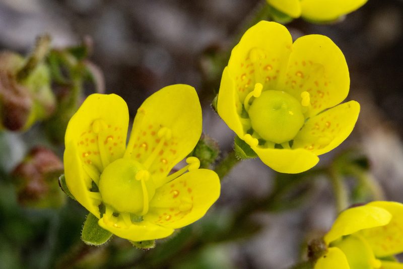 Saxifraga chrysantha, photographed by Cecelia Alexander