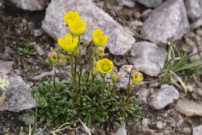 Saxifraga chrysantha, photographed by Cecelia Alexander