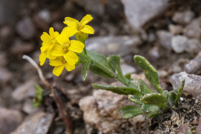 Draba aurea, photographed by Cecelia Alexander
