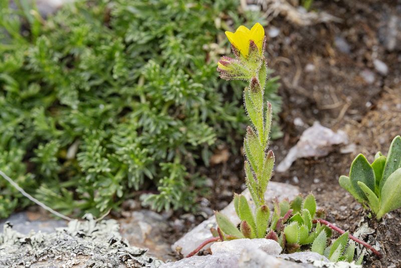 Saxifraga flagellaris, photographed by Cecelia Alexander