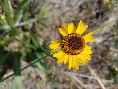 Helenium bigelovii, photographed by Jonathan Curley