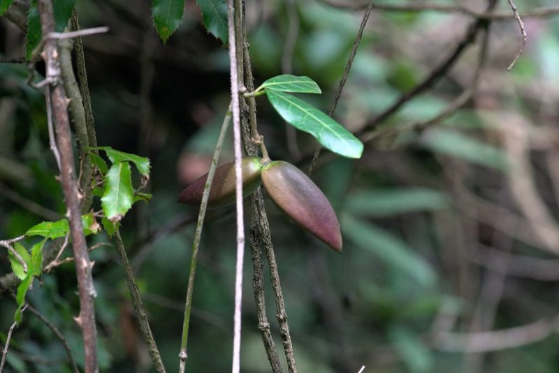 Marsdenia lucida, photographed by Ramnarayan K