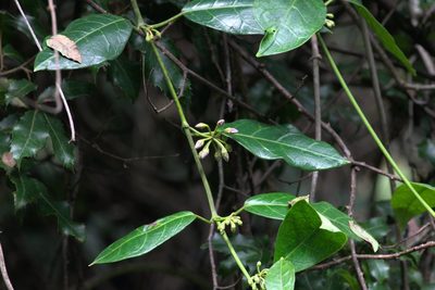 Marsdenia lucida, photographed by Ramnarayan K