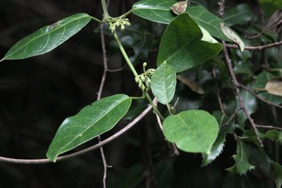 Marsdenia lucida, photographed by Ramnarayan K