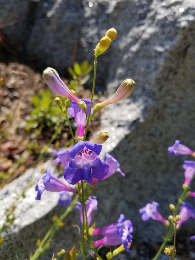 Penstemon azureus, photographed by Jonathan Curley