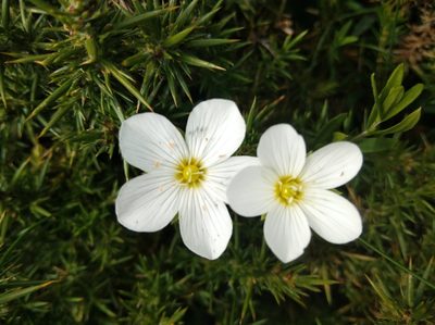 Arenaria montana, photographed by Ben Costamagna