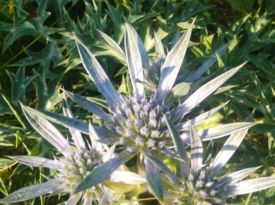 Eryngium bourgatii, photographed by Ben Costamagna