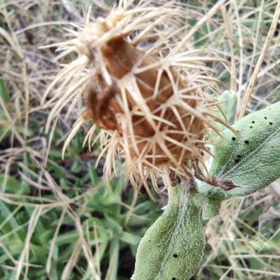 Centaurea seridis, photographed by Daniel Heras González