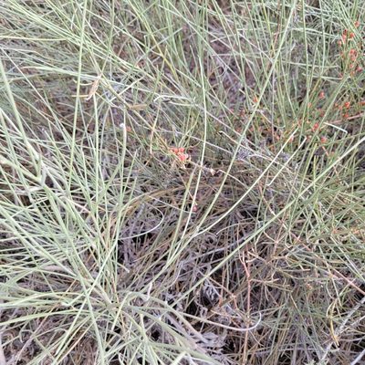 Ephedra foeminea, photographed by Dan Horowitz