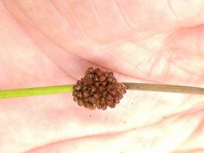 Juncus conglomeratus, photographed by Michel Langeveld