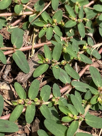 Euphorbia humistrata, photographed by Lexi Amico