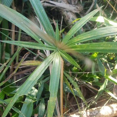 Cyperus albostriatus, photographed by Margaret Burger