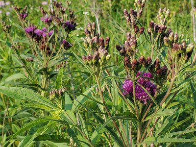 Vernonia fasciculata, photographed by Samuel A Schmid, PhD, PWS