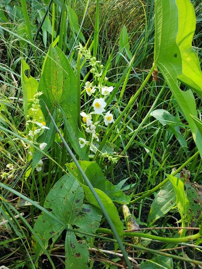 Sagittaria brevirostra, photographed by Samuel A Schmid, PhD, PWS