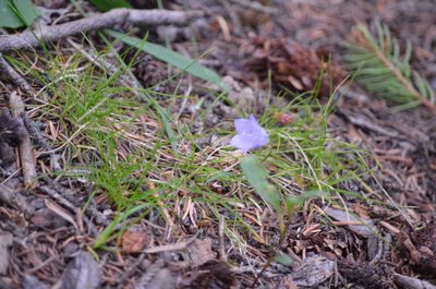 Campanula alaskana, photographed by Liam Steele
