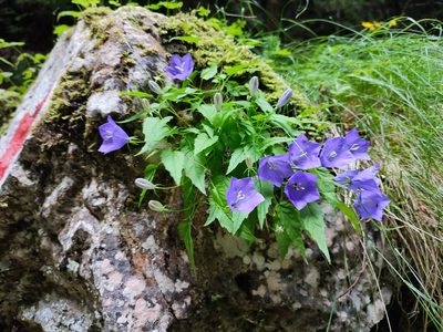 Campanula carpatica, photographed by xulescu_g