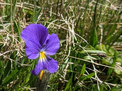 Viola calcarata, photographed by Pieter Huybrechts