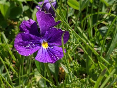 Viola calcarata, photographed by Pieter Huybrechts