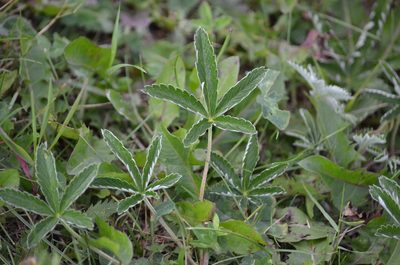 Potentilla pulcherrima, photographed by Liam Steele