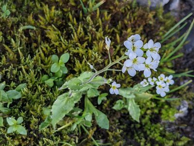 Arabis alpina, photographed by Pieter Huybrechts