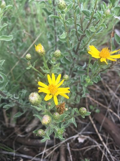 Heterotheca sierrablancensis, photographed by agoldber