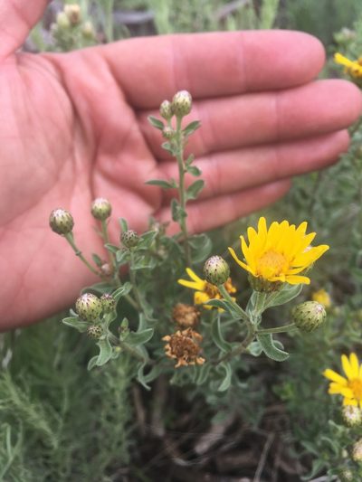 Heterotheca sierrablancensis, photographed by agoldber