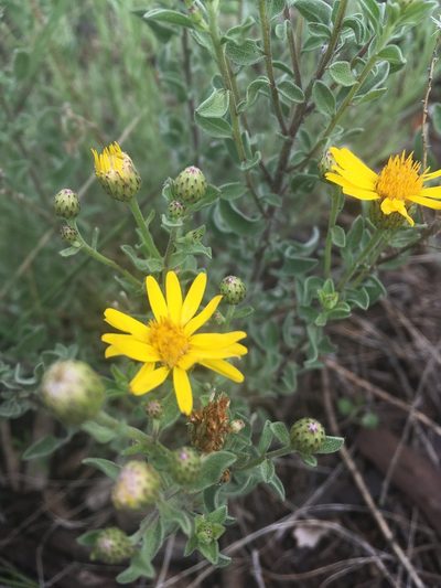 Heterotheca sierrablancensis, photographed by agoldber
