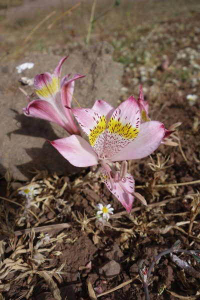 Alstroemeria pallida, photographed by Jorge Herreros de Lartundo