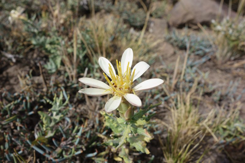 Mutisia sinuata, photographed by Jorge Herreros de Lartundo