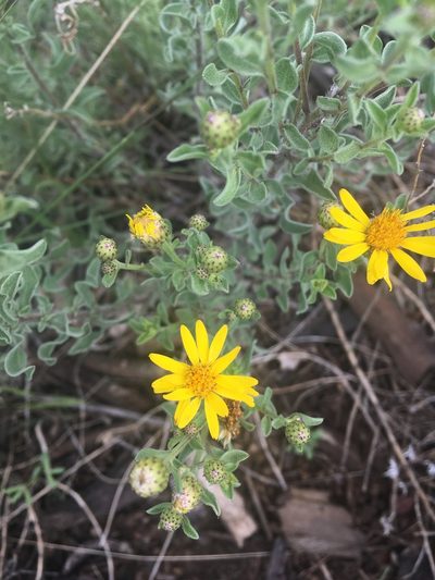 Heterotheca sierrablancensis, photographed by agoldber