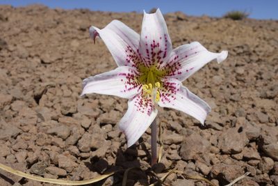 Rhodolirium montanum, photographed by Jorge Herreros de Lartundo