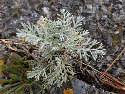Artemisia maritima, photographed by Michel Langeveld