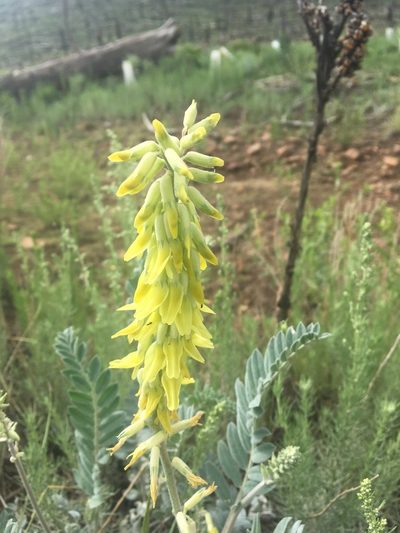 Astragalus giganteus, photographed by agoldber
