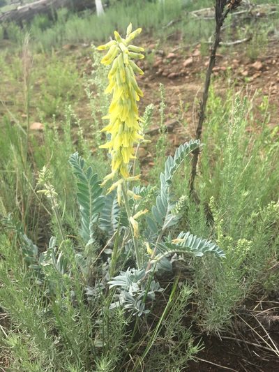 Astragalus giganteus, photographed by agoldber
