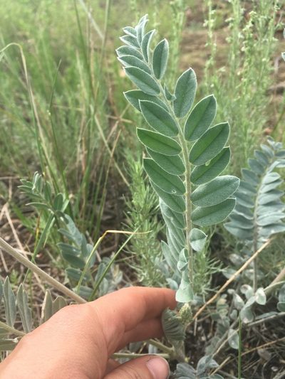 Astragalus giganteus, photographed by agoldber