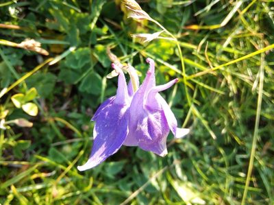 Aquilegia pyrenaica, photographed by Ben Costamagna