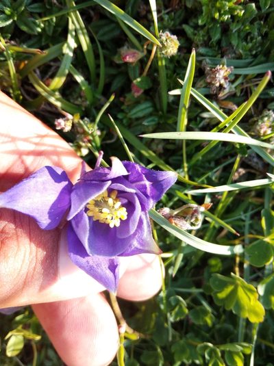 Aquilegia pyrenaica, photographed by Ben Costamagna