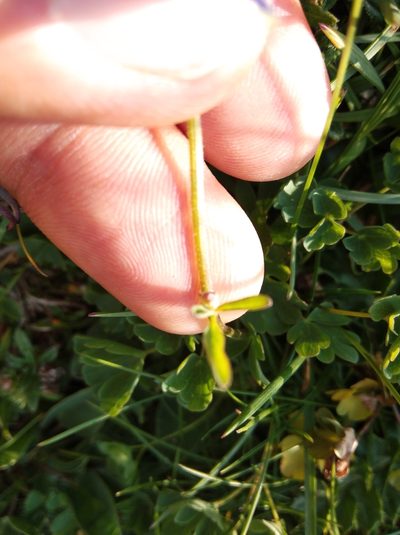Aquilegia pyrenaica, photographed by Ben Costamagna