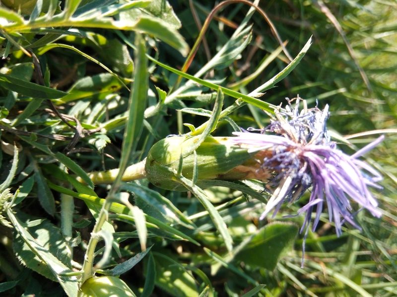 Carduncellus mitissimus, photographed by Ben Costamagna