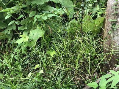 Carex muskingumensis, photographed by Mike B
