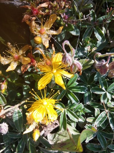 Hypericum nummularium, photographed by Ben Costamagna