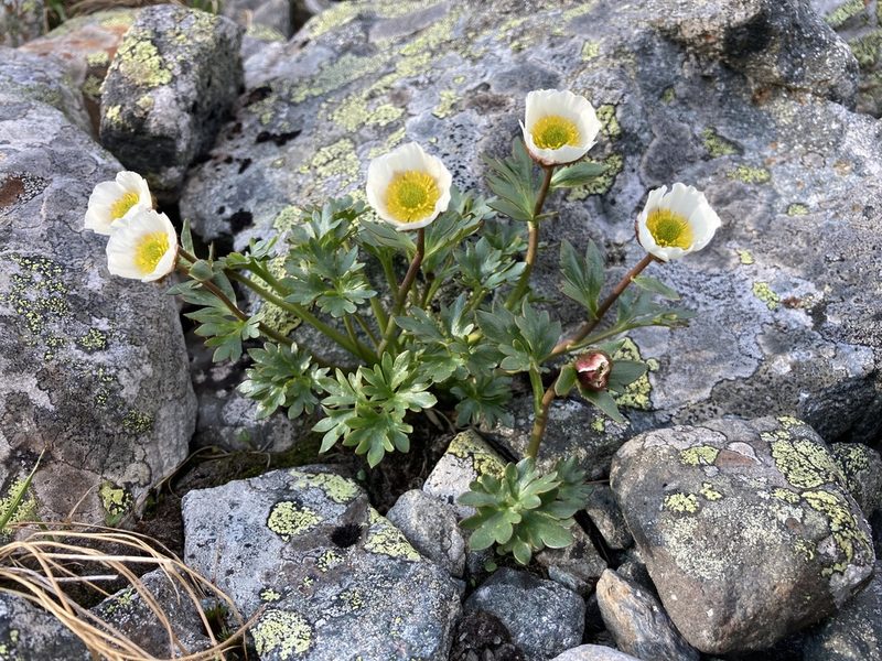 Ranunculus glacialis, photographed by Martin Johansson